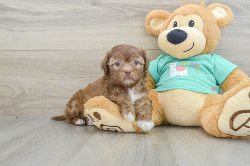 6 week old Shih Poo Puppy For Sale - Simply Southern Pups