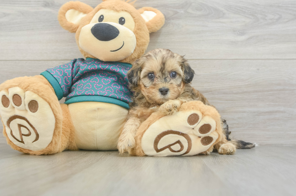 5 week old Shih Poo Puppy For Sale - Simply Southern Pups
