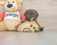 8 week old Shih Poo Puppy For Sale - Simply Southern Pups