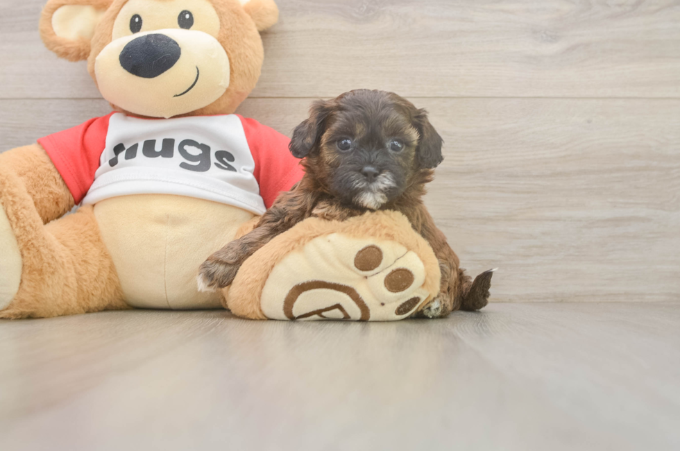 5 week old Shih Poo Puppy For Sale - Simply Southern Pups