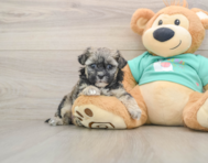 8 week old Shih Poo Puppy For Sale - Simply Southern Pups