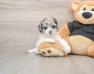 5 week old Shih Poo Puppy For Sale - Simply Southern Pups