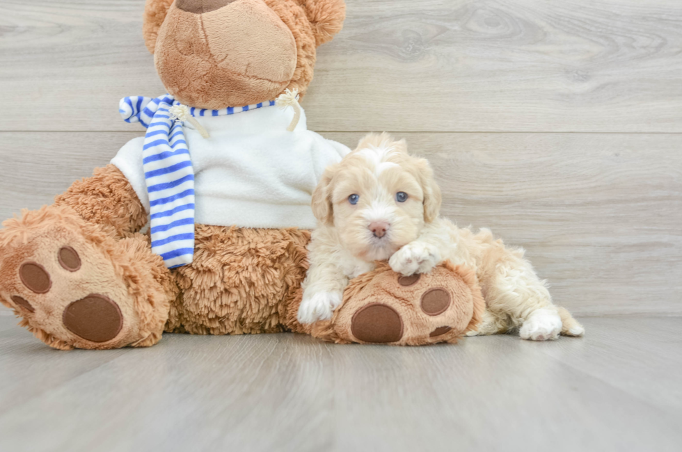 5 week old Shih Poo Puppy For Sale - Simply Southern Pups