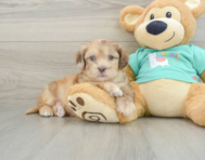 6 week old Shih Poo Puppy For Sale - Simply Southern Pups