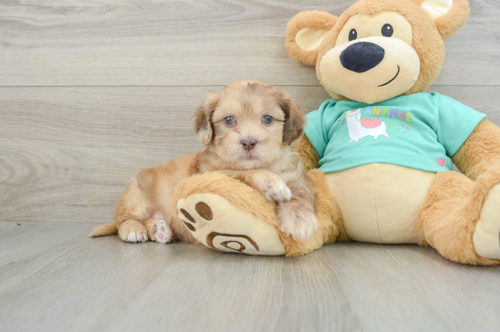 6 week old Shih Poo Puppy For Sale - Simply Southern Pups