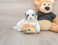 5 week old Shih Poo Puppy For Sale - Simply Southern Pups