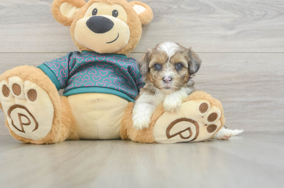 5 week old Shih Poo Puppy For Sale - Simply Southern Pups