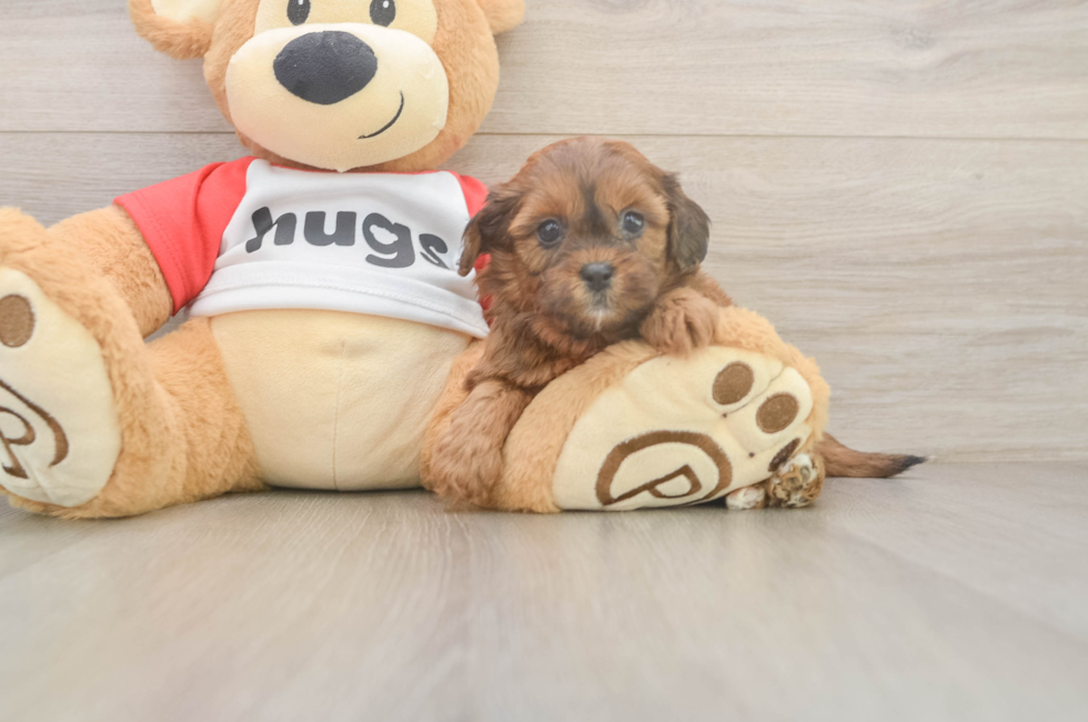 5 week old Shih Poo Puppy For Sale - Simply Southern Pups