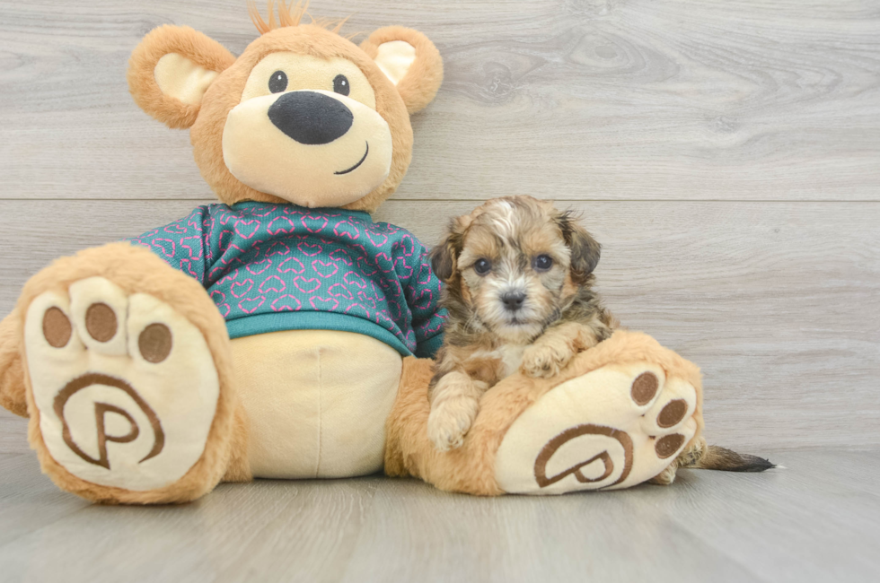 5 week old Shih Poo Puppy For Sale - Simply Southern Pups