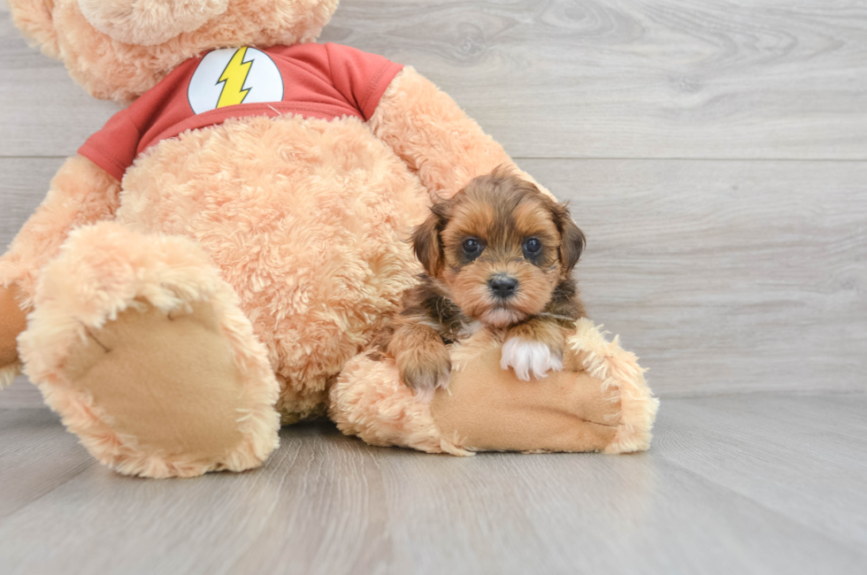 7 week old Shih Poo Puppy For Sale - Simply Southern Pups