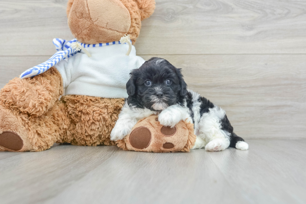 Shih Poo Pup Being Cute