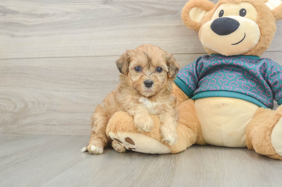 5 week old Shih Poo Puppy For Sale - Simply Southern Pups