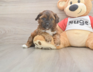 8 week old Shih Poo Puppy For Sale - Simply Southern Pups