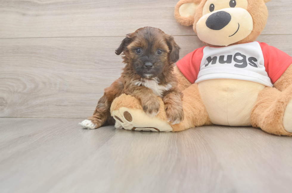 5 week old Shih Poo Puppy For Sale - Simply Southern Pups
