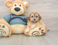 8 week old Shih Poo Puppy For Sale - Simply Southern Pups