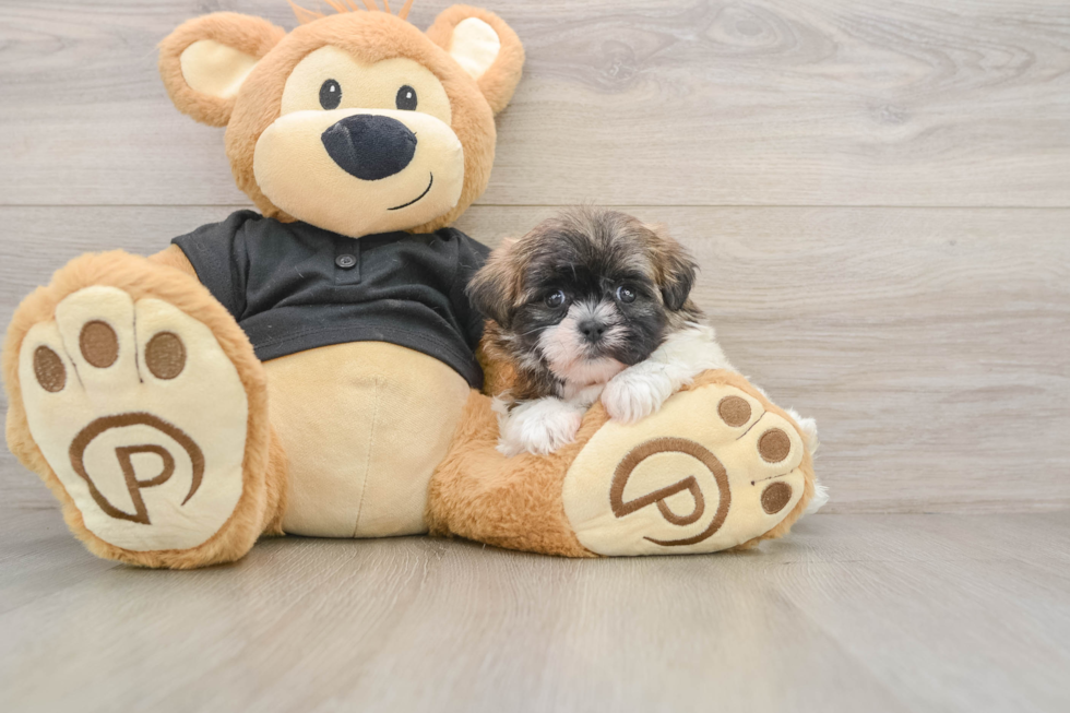 Little Shih Poo Poodle Mix Puppy