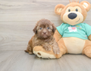 8 week old Shih Poo Puppy For Sale - Simply Southern Pups
