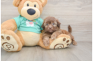 Shih Poo Pup Being Cute