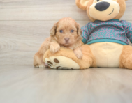 5 week old Shih Poo Puppy For Sale - Simply Southern Pups