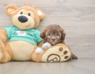 9 week old Shih Poo Puppy For Sale - Simply Southern Pups