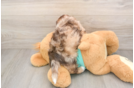 Best Shih Poo Baby