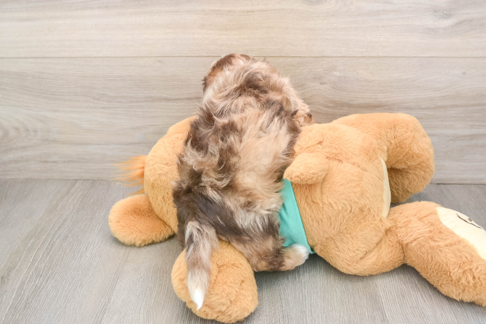 Best Shih Poo Baby