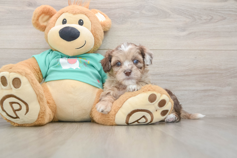 Funny Shih Poo Poodle Mix Pup