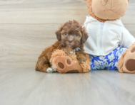 6 week old Shih Poo Puppy For Sale - Simply Southern Pups