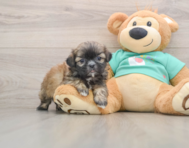 5 week old Shih Tzu Puppy For Sale - Simply Southern Pups