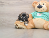 5 week old Shih Tzu Puppy For Sale - Simply Southern Pups