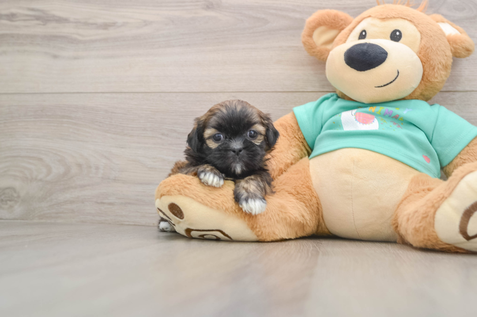 Best Shih Tzu Baby