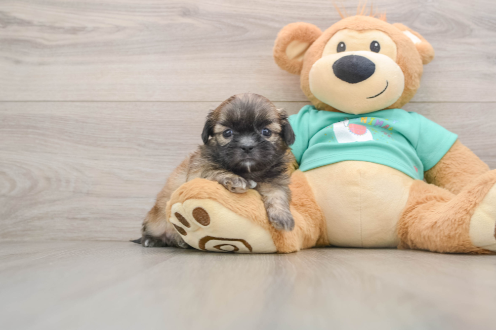 Friendly Shih Tzu Baby