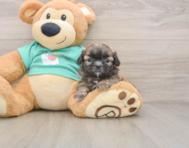 5 week old Shih Tzu Puppy For Sale - Simply Southern Pups