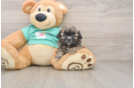 Playful Shih Tzu Baby