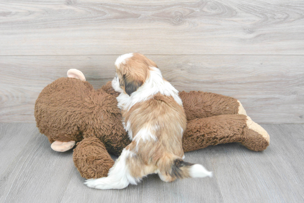 Shih Tzu Puppy for Adoption