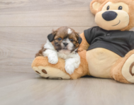 5 week old Shih Tzu Puppy For Sale - Simply Southern Pups