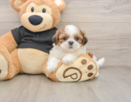 5 week old Shih Tzu Puppy For Sale - Simply Southern Pups
