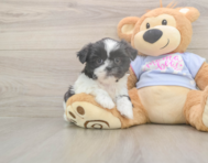 5 week old Shih Tzu Puppy For Sale - Simply Southern Pups