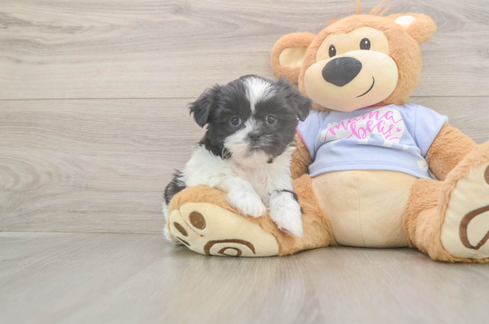 6 week old Shih Tzu Puppy For Sale - Simply Southern Pups