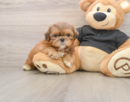 5 week old Shih Tzu Puppy For Sale - Simply Southern Pups