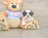 5 week old Shih Tzu Puppy For Sale - Simply Southern Pups