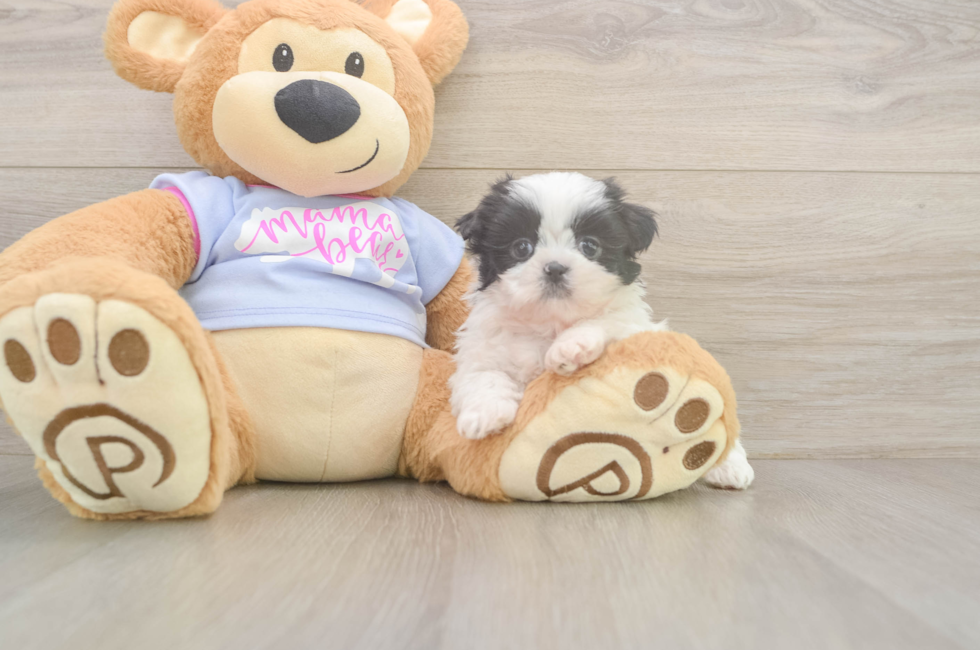6 week old Shih Tzu Puppy For Sale - Simply Southern Pups