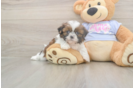 Shih Tzu Pup Being Cute