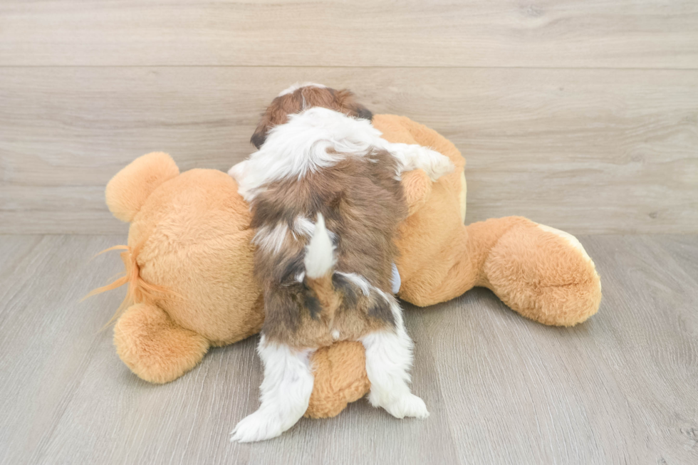 Best Shih Tzu Baby