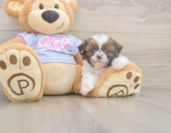 5 week old Shih Tzu Puppy For Sale - Simply Southern Pups