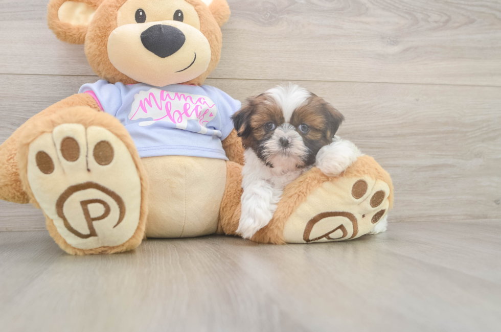 6 week old Shih Tzu Puppy For Sale - Simply Southern Pups