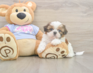 5 week old Shih Tzu Puppy For Sale - Simply Southern Pups
