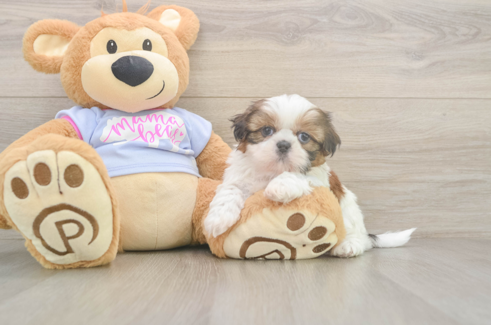 6 week old Shih Tzu Puppy For Sale - Simply Southern Pups
