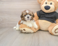 5 week old Shih Tzu Puppy For Sale - Simply Southern Pups