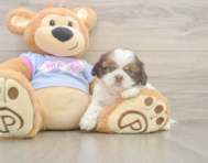 6 week old Shih Tzu Puppy For Sale - Simply Southern Pups